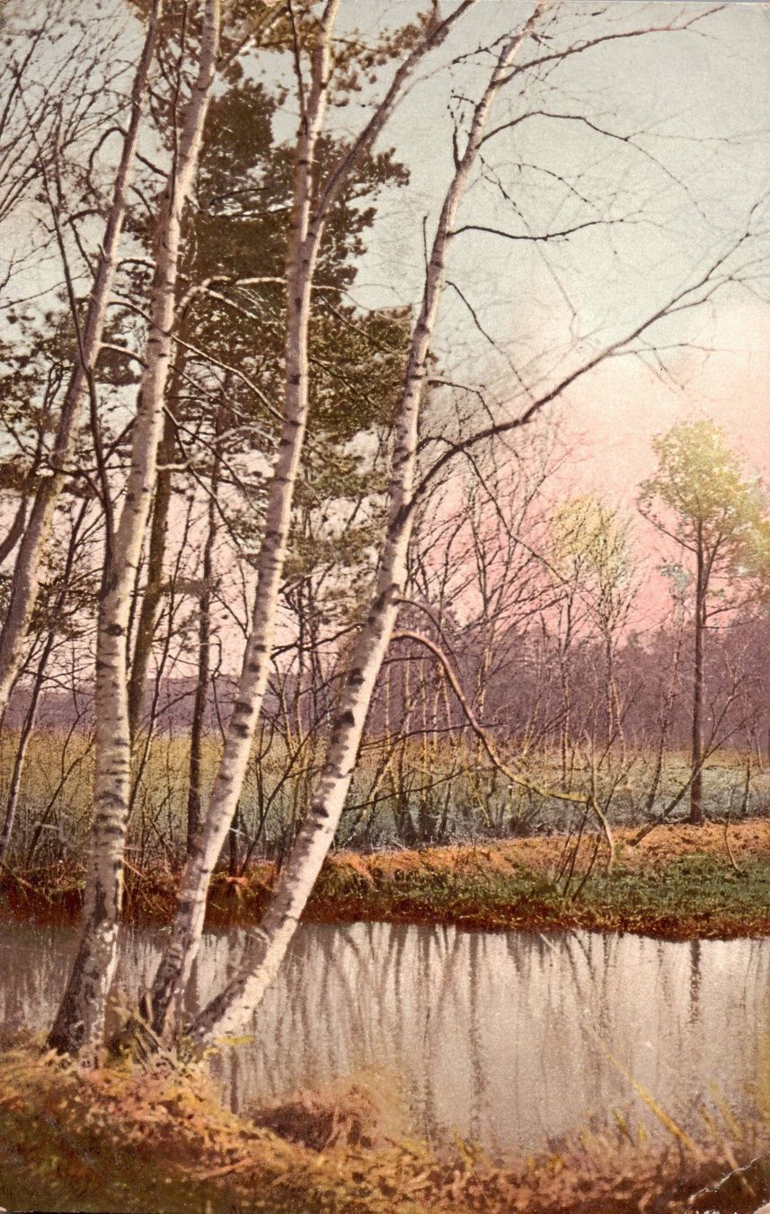 Cartoline postali: Alte Ansichtskarte - Birken am Wasser - Herbstimpressionen – Nuovo (secondo la descrizione) da Zürich venduto da 1.Simon