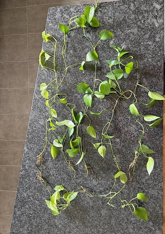 Plantes & graines: Efeutute "Marbel Queen" Stecklinge – D'occasion à Goldau par Geiger07 2