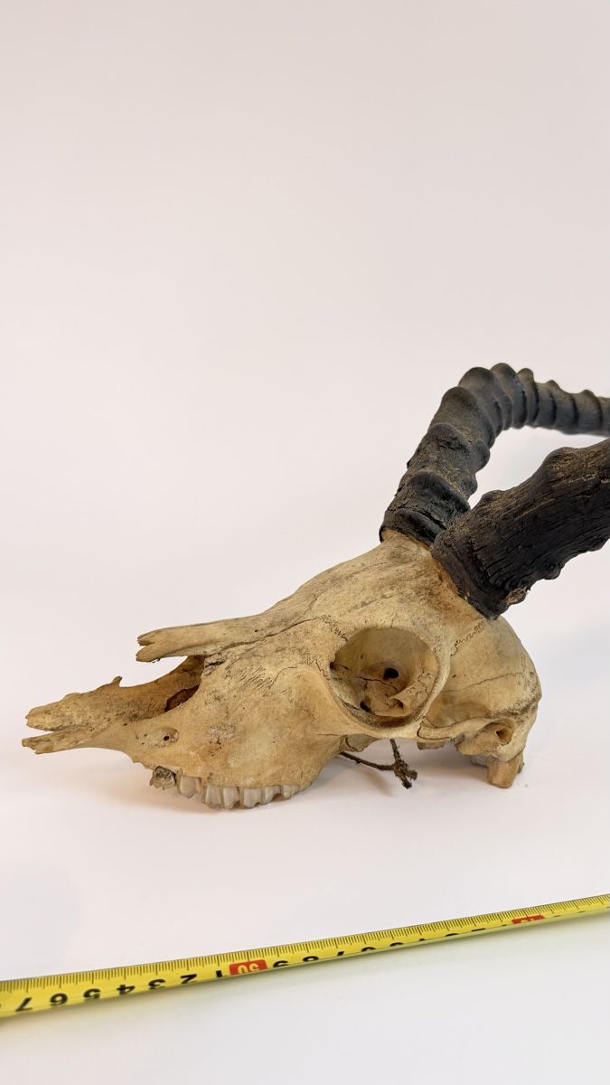 Welt der Tiere: Schöner echter Antilopen-Schädel mit Hörnern – Gebraucht aus Schaffhausen von Alinas-Kinderwelt 1