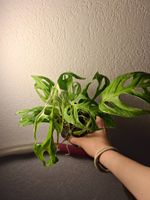 monstera adansonii indonesia marble