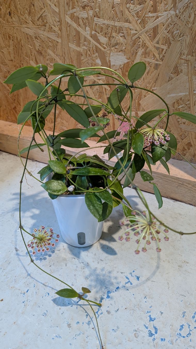 Plantes & graines: Hoya Pubicalyx – D'occasion à Untervaz par Lyraia