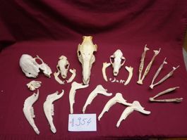 Fuchs Waschbär Schädel, Zähne, Kiefer, Dekoration, Jagd Kopf