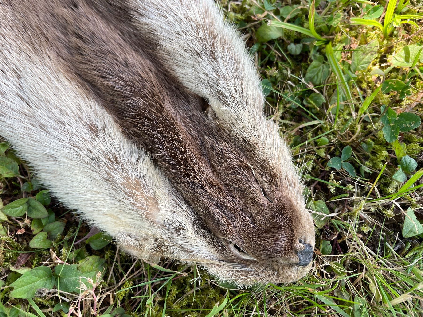 Il mondo degli animali: wunderschönes Fischotterfell – Usato da Feldbach venduto da Olive1 7