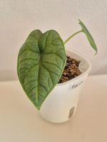 🌑 Junge Alocasia Melo 🌑