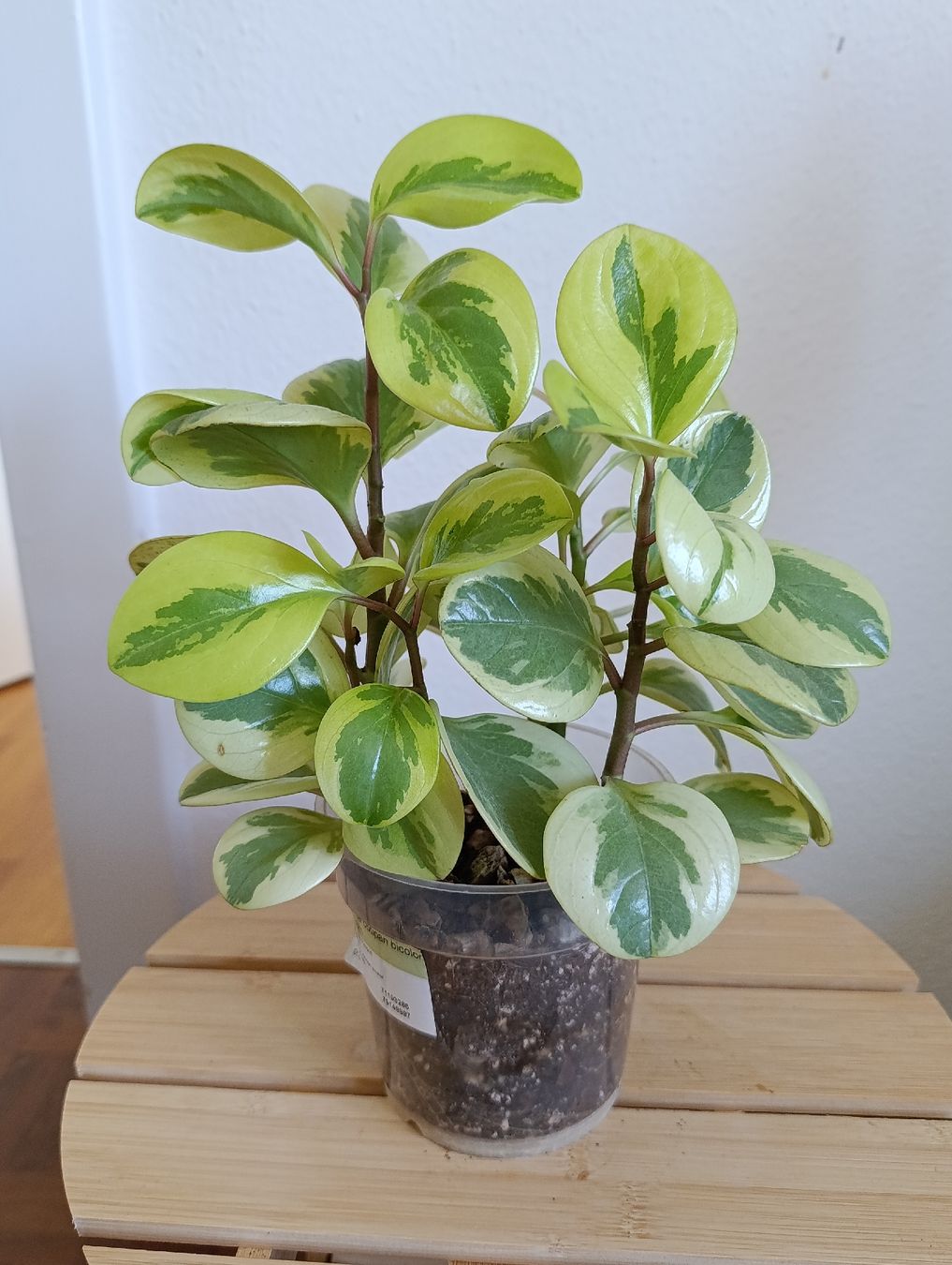 Piante & sementi: Peperomia Obtusifolia Variegata – Usato da Baar venduto da L.isa28
