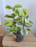 Peperomia Obtusifolia Variegata