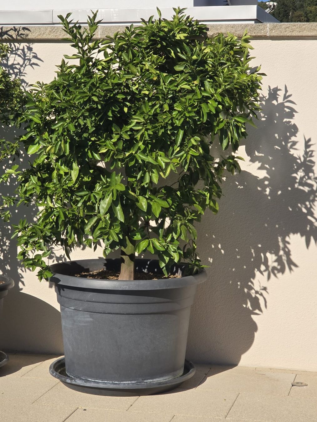 Piante & sementi: Orangen-Baum II im Topf – Usato da Bleienbach venduto da mogig