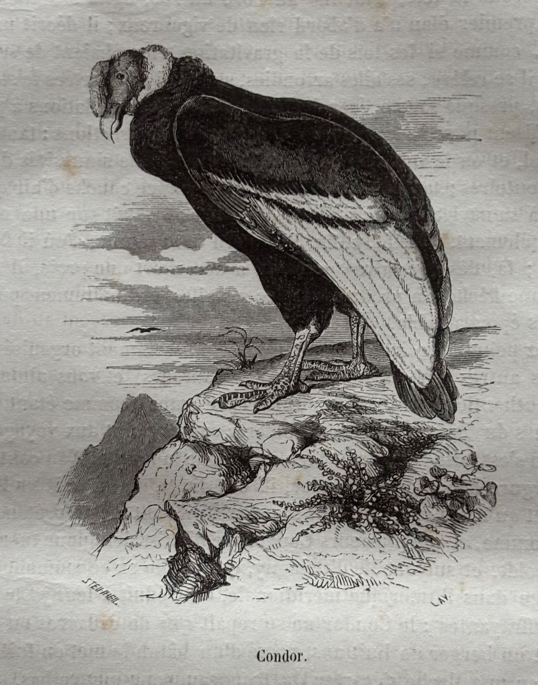 Stiche: Stahlstich 1843 - Condor – Gebraucht aus Frauenfeld von Merk52