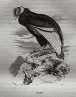 Stahlstich 1843 - Condor