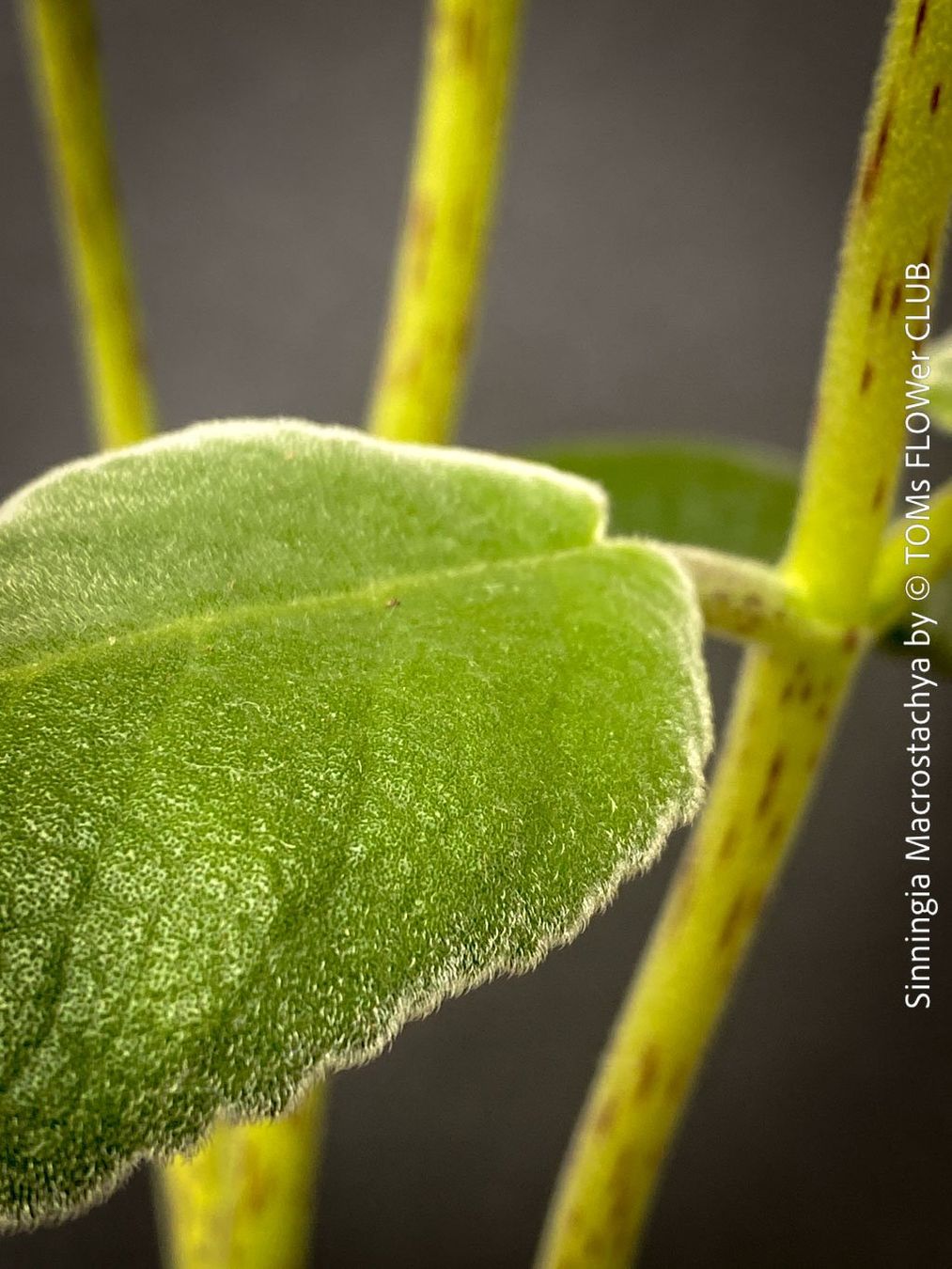 Plantes & graines: Sinningia Macrostachya - einzigartige Blütenpflanze – Neuf avec emballage d'origine à Adliswil par astom369 3
