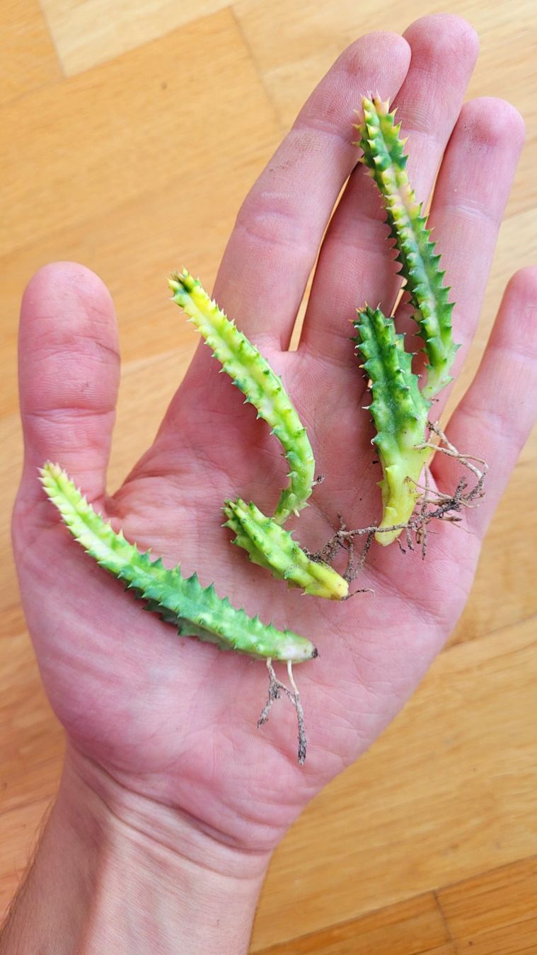 Piante & sementi: Huernia zebrina variegata – Usato da Zürich venduto da The_Plant_Wizard 2