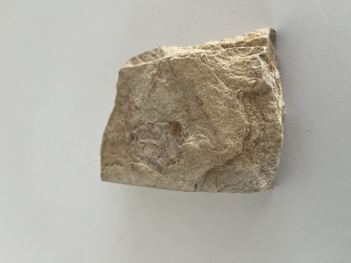 Fossiles: Fossil – D'occasion à Wetzikon ZH par seli03 8
