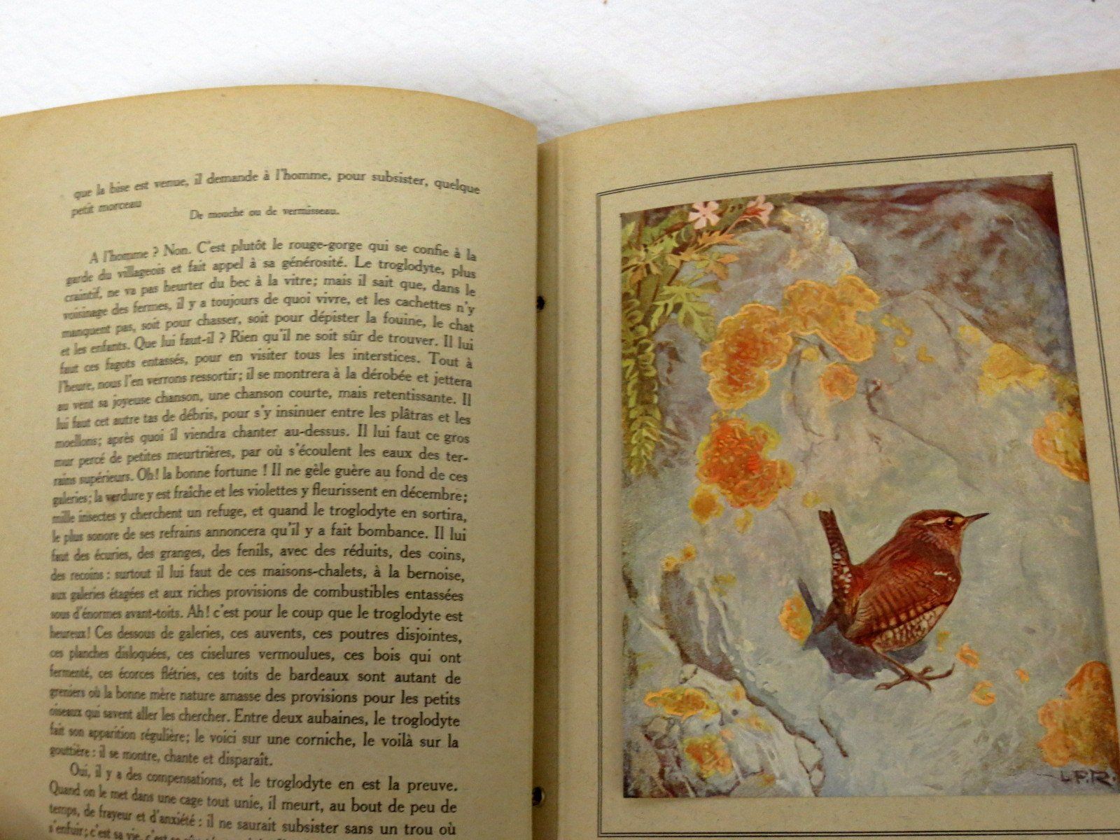 Libri: Nos oiseaux Eugène Rambert Paul Robert Livre illustré – Usato da Noville venduto da ceram 6