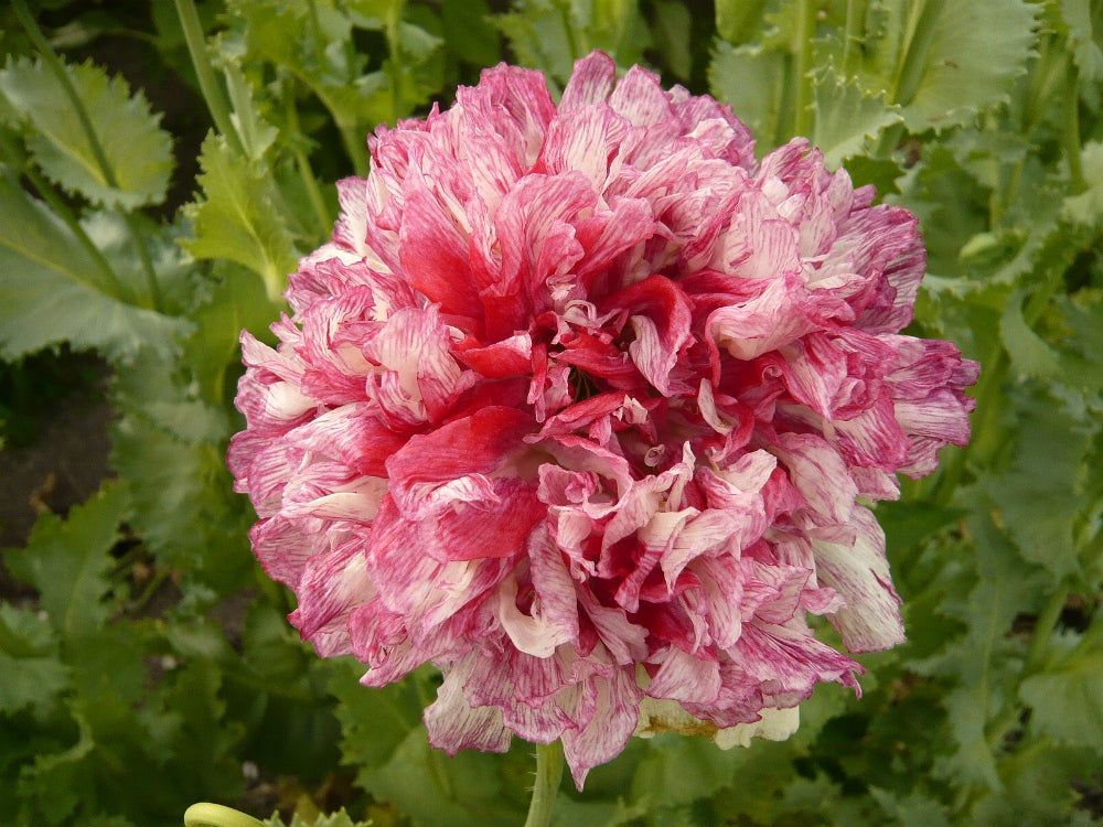 Piante & sementi: 500 Samen Mohn FLEMISH ANTIQUE Peony – Nuovo (secondo la descrizione) da Ehrendingen venduto da VerveinaSamen 1