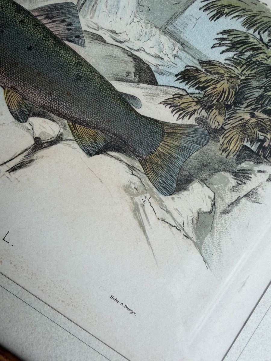 Tableaux: 2 Antique Fish Prints Illustration from Hofer&Burger – D'occasion à Zürich par dor_9l9g 1