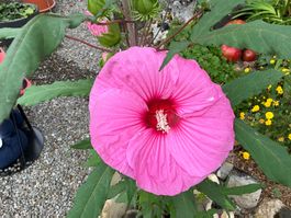 Hibiskus moscheutos winterhart