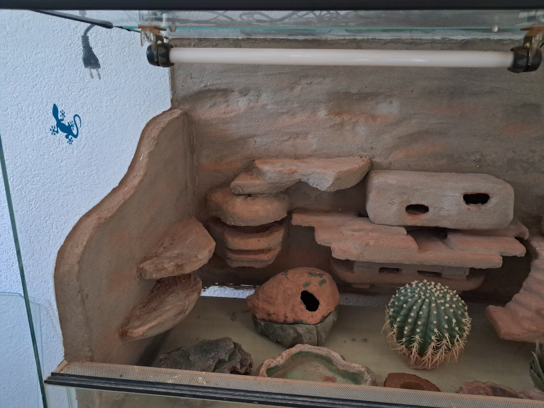 Terrario: Terrarium – Usato da Alchenstorf venduto da Res80 2