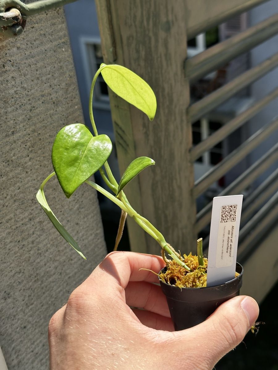Monstera aff. adansonii ssp. klotzschiana 1 (Neu (gemss Beschreibung)) in  Bern fr CHF 9  mit Lieferung auf Ricardo kaufen