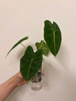 😍 Alocasia Frydek Baby (Nr. 7)