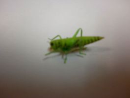 Sauterelle verte  Grüne Heuschreke