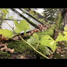 Profile image of chlorophyllis