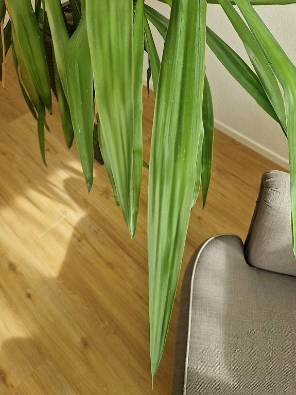 Plantes & graines: Pflanze inkl. Topf – D'occasion à Rickenbach b. Wil par steinsel 2
