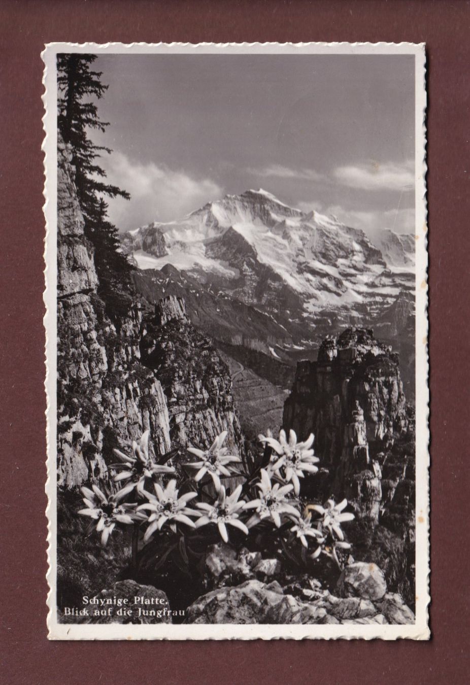 Cartoline postali: SCHYNIGE PLATTE - Jungfrau - Edelweiss – Usato da Pully venduto da nicecards