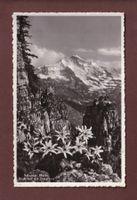 SCHYNIGE PLATTE - Jungfrau - Edelweiss