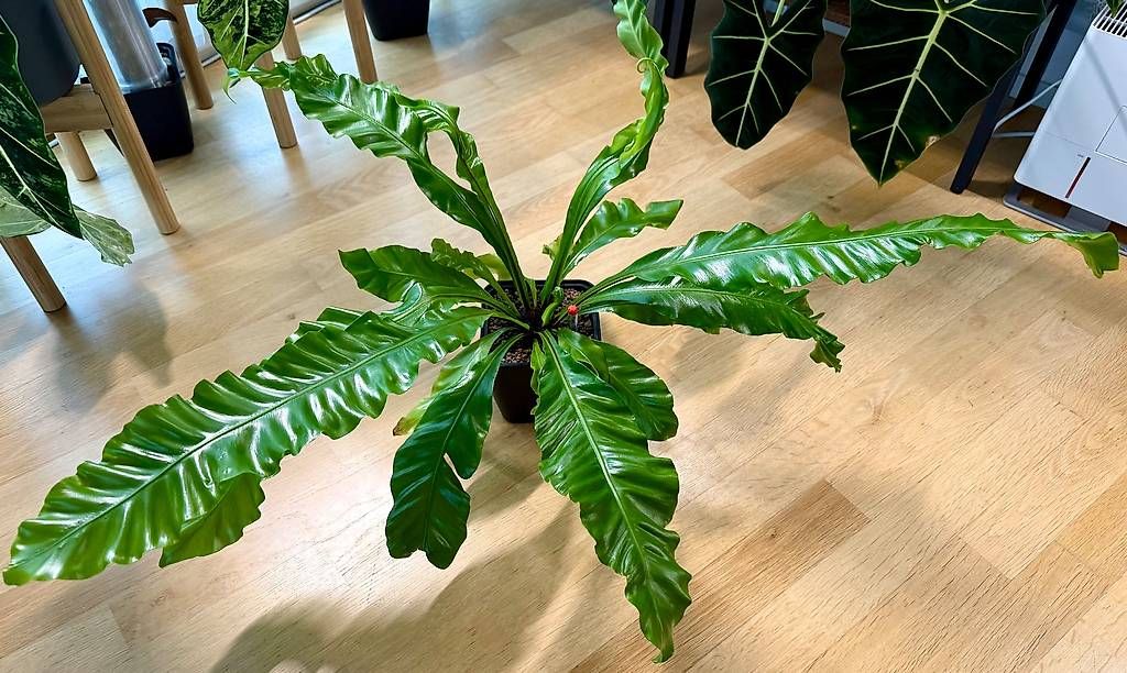 Piante & sementi: Nestfarn (Asplenium), 100cm breit, Selbstbewässerer – Usato da Aadorf venduto da Arkabraa 1