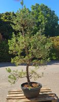 Schöne, gesunde Pinus sylvestris (Waldkiefer) zu verkaufen