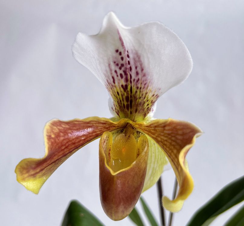 Paphiopedilum*exotisch*Frauenschuh***** Kaufen auf Ricardo