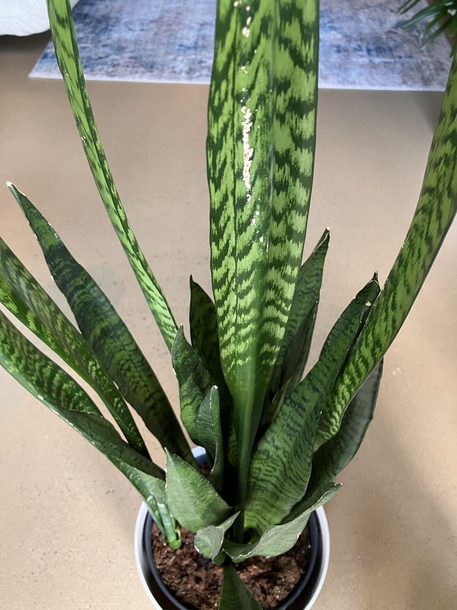 Piante & sementi: Schwiegermutterzunge/Bogenhanf/Sansevieria – Usato da Avenches venduto da ChristinaW0102