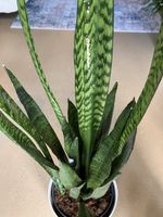 Schwiegermutterzunge/Bogenhanf/Sansevieria