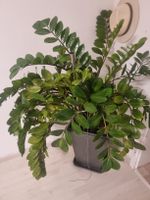 Zamioculcas Pflanze gross inkl. Topf guter Zustand