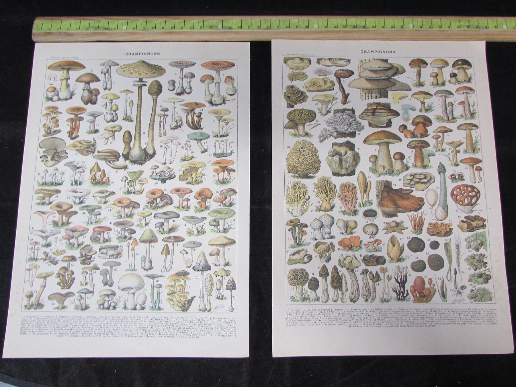 Grafiken & Lithographien: Pilzsaison, 2 schöne Lithos, 1900 – Gebraucht aus Walchwil von Shells1 1