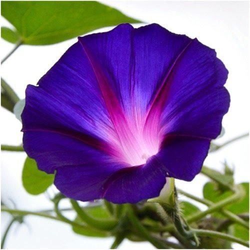Pflanzen & Samen: 50 Samen Prunkwinde GRANDPA OTT Blume – Neu (gemäss Beschreibung) aus Ehrendingen von VerveinaSamen
