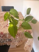 Pothos plant, large, healthy, living plant