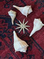 4 Muscheln und ein Seestern