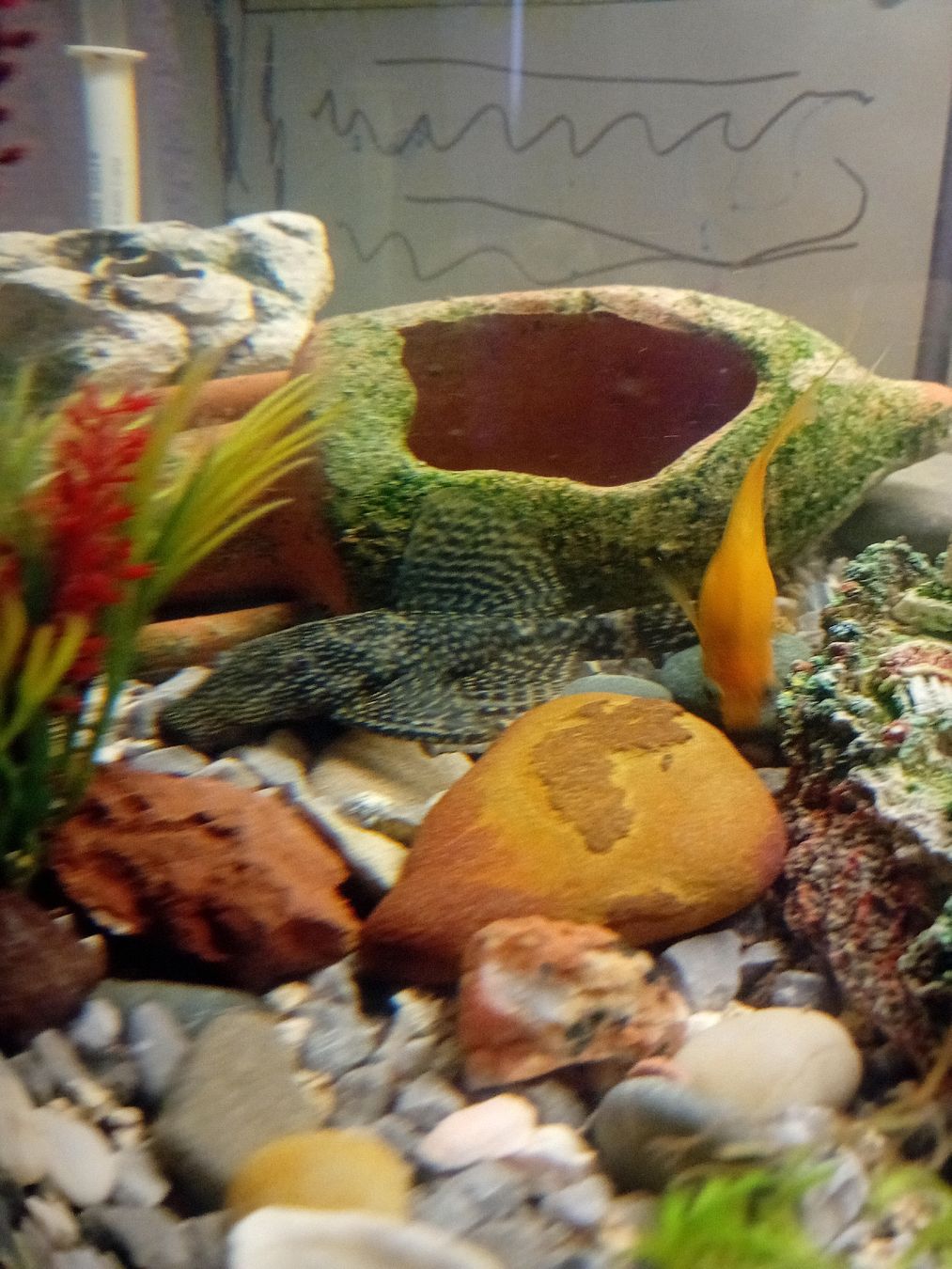 Acquari: Aquarium complet avec accessoires, – Usato da Carouge GE venduto da Street04 2