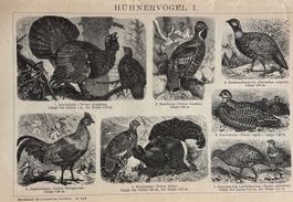 2 x Orig. Holzstich um 1895 - Hühner Vögel, Ornithologie