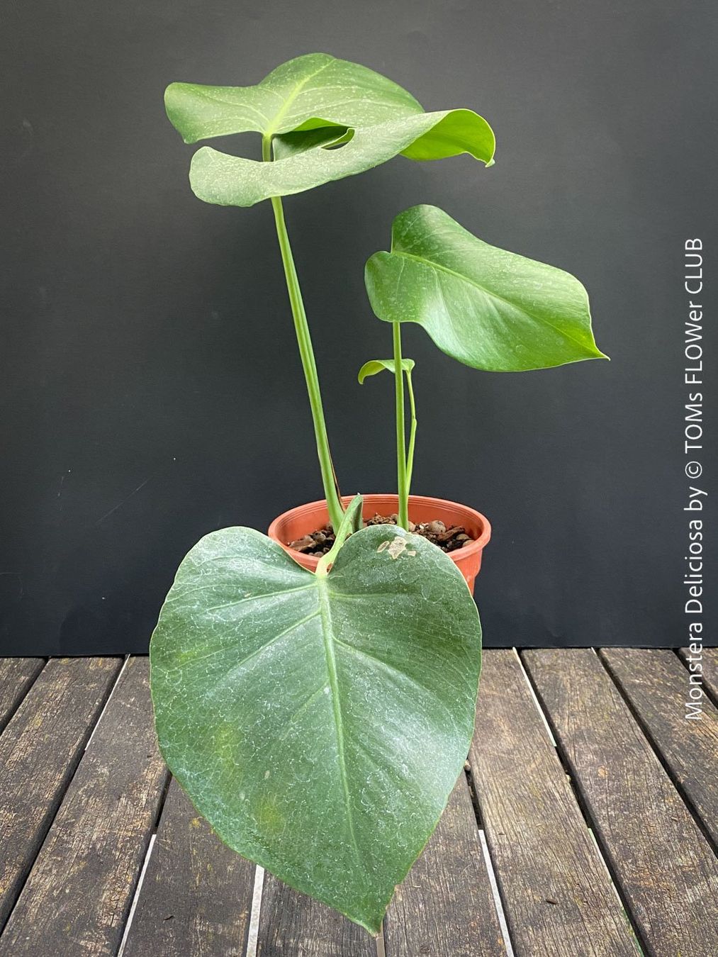 Pflanzen & Samen: Monstera Deliciosa - echte, gross-blättrige Grundform – Neu und originalverpackt aus Adliswil von MarkyForest 3