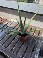 Aloe Vera Pflanze 45cm