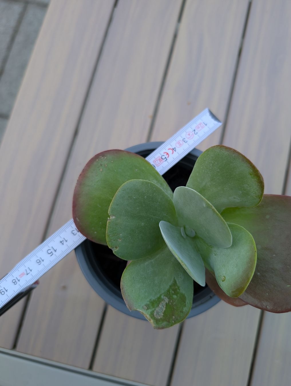 Plantes & graines: Wüstenkohl Ableger – Neuf (Voir description) à Winterthur par voan 2