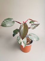 Philodendron Pink Princess