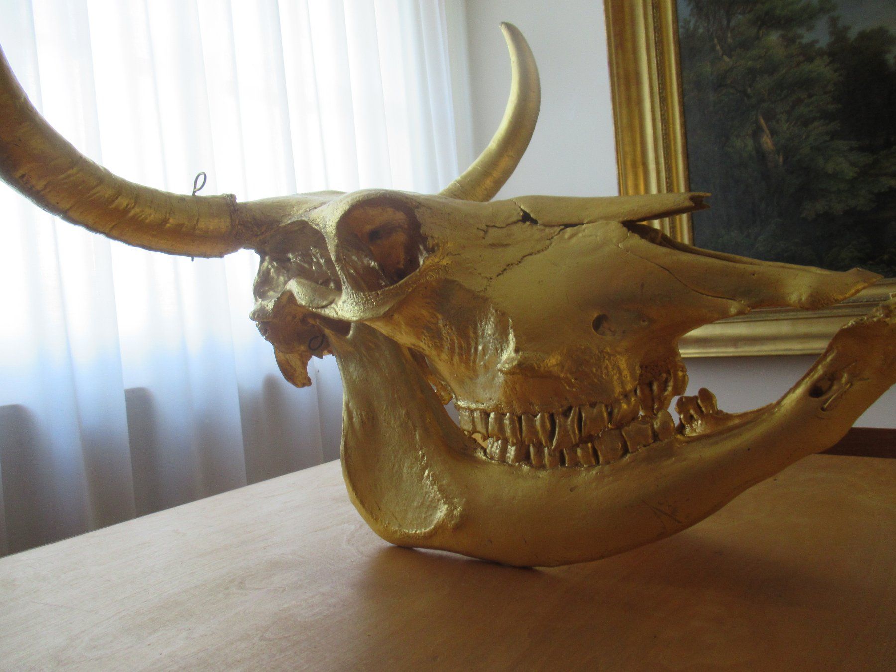 Skulpturen & Statuen: Kultobjekt Kuhschädel – Gebraucht aus Pratteln von chr_7jbk 3