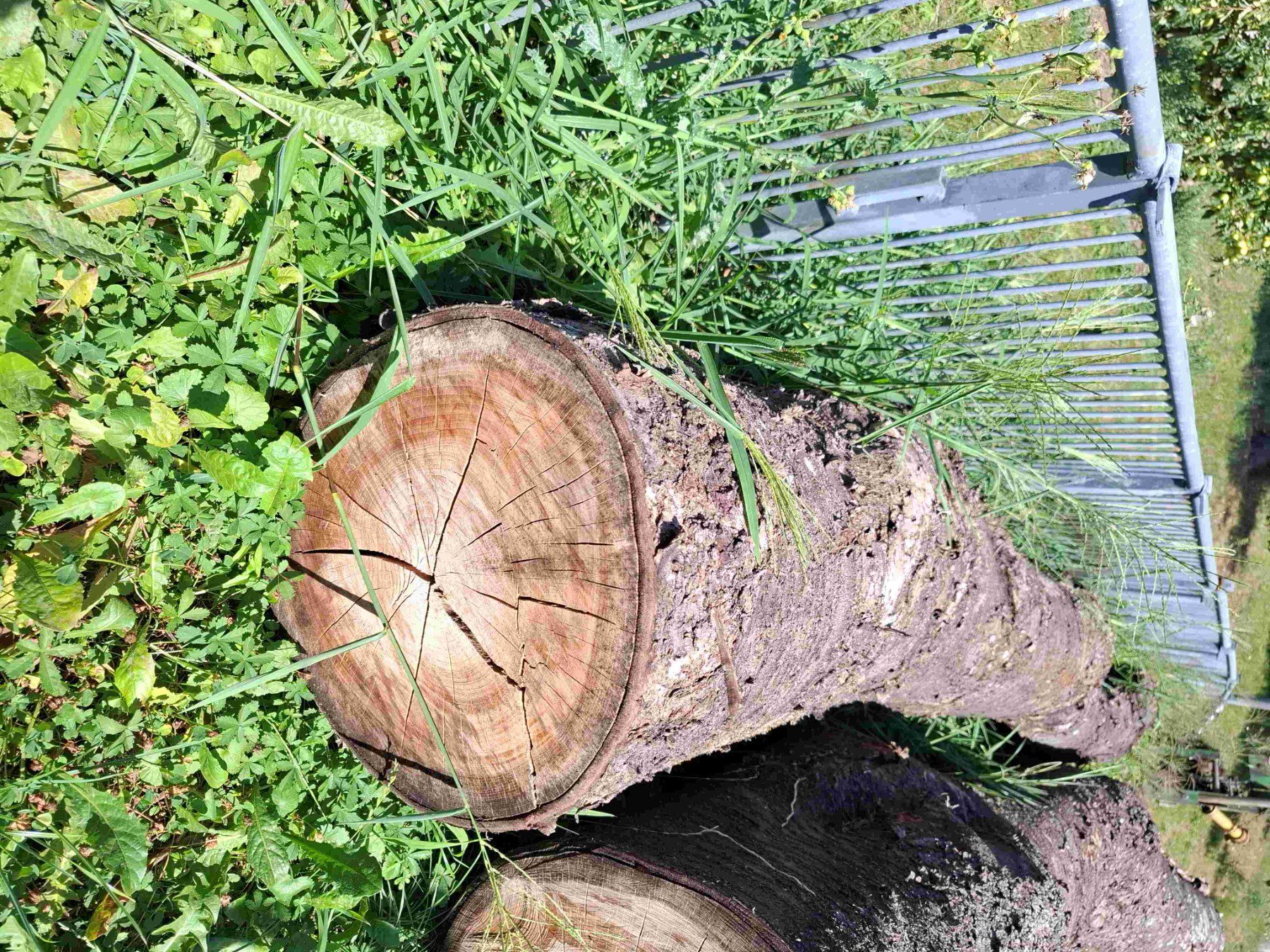 Holzartikel: Baumstamm Kirschbaum – Gebraucht aus Rain von Rigi10 2