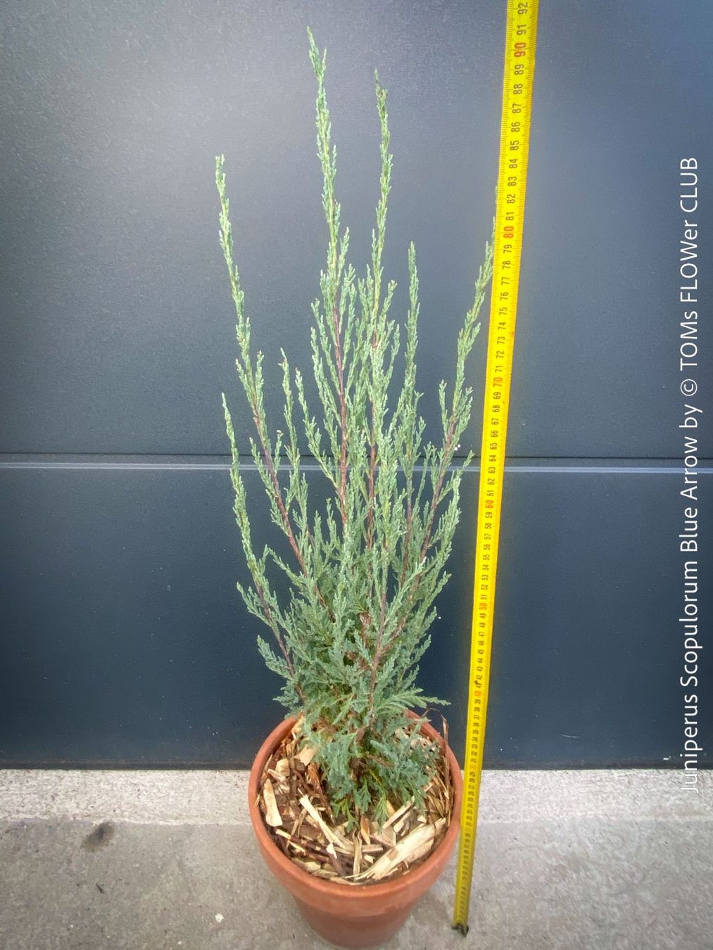 Piante & sementi: Juniperus Scopulorum 'Blue Arrow' - blauer Säulen-Wacholder – Nuovo e nell'imballaggio originale da Adliswil venduto da astom369 3