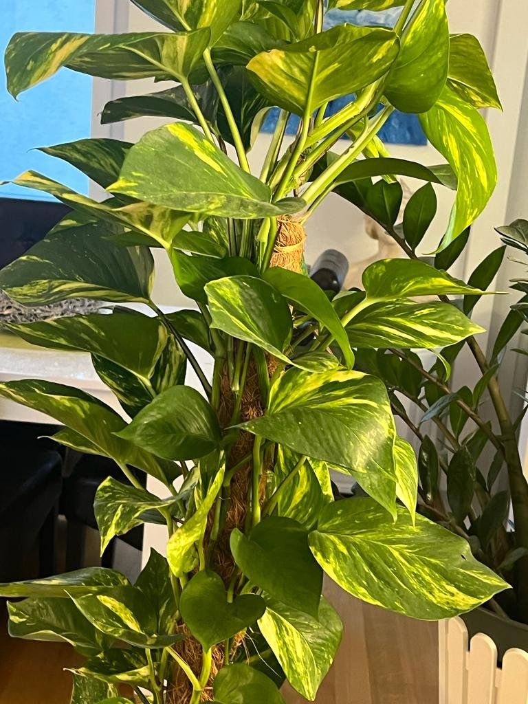 Piante & sementi: Zimmerpflanze Scindapsus 80 cm hoch – Usato da Luzern venduto da Brokiland