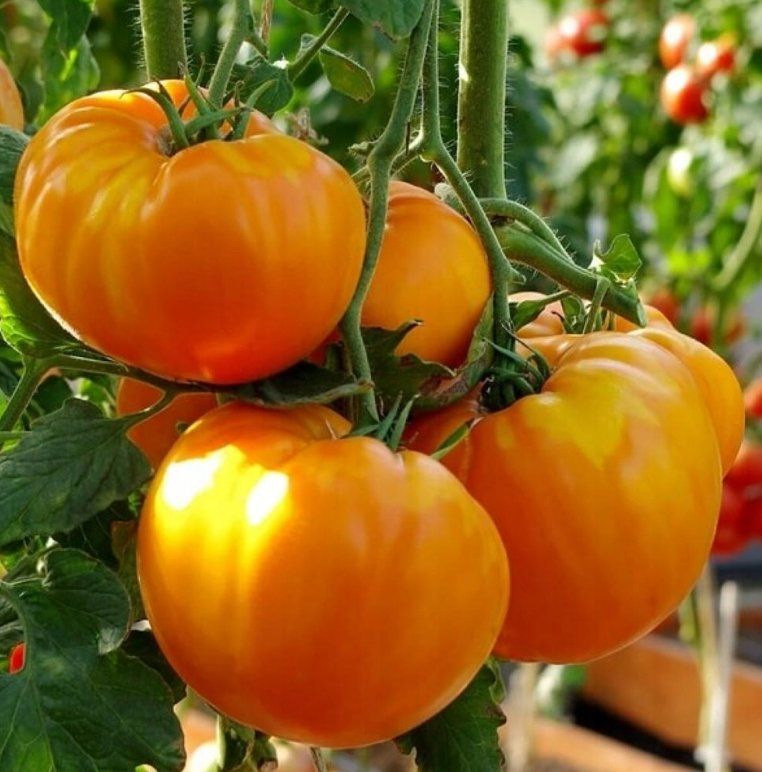 Piante & sementi: Ananas-TOMATE Gelb / 5 Samen – Nuovo (secondo la descrizione) da Hinteregg venduto da ERFOLG78 5