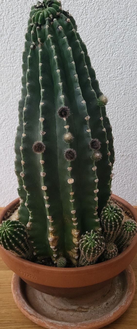 Plantes & graines: Kaktus 34cm – D'occasion à Zürich par fil_9chq